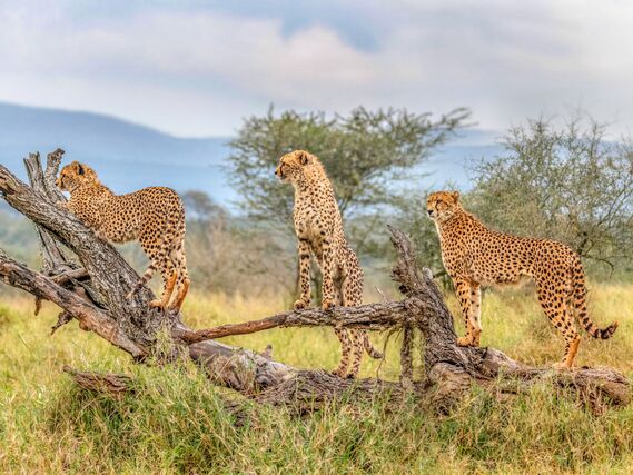 Südafrika | Wild African Fairways &amp; Leopard Creek Country Club