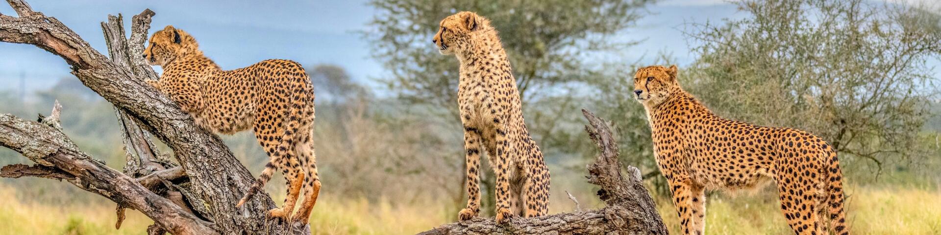 Südafrika | Wild African Fairways & Leopard Creek Country Club