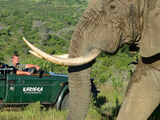 Südafrika | Meine Safari im Kariega Game Reserve 